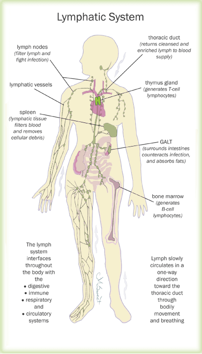 lymphatic system labeled
