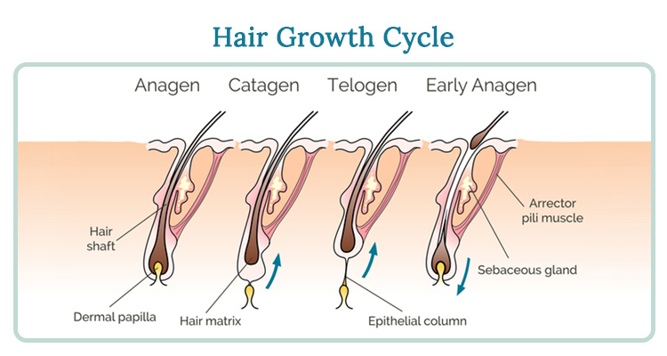 hair growth cycle