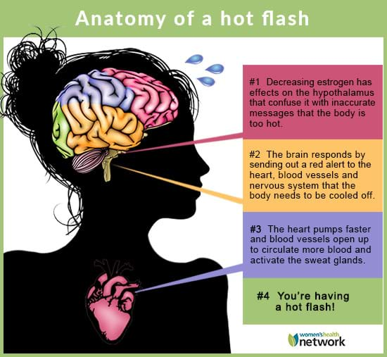 anatomy of a hot flash