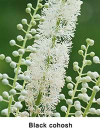 black cohosh