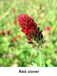 red clover