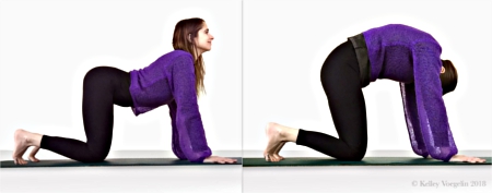 Cow / Cat Pose in yoga Cow / Cat Pose in yoga