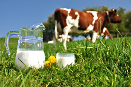 Dairy cow with pitcher of milk in front dairy cow with pitcher of milk in front