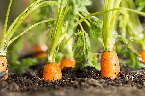carrots-in-the-garden-ready-to-be-harvested. carrots-in-the-garden-ready-to-be-harvested