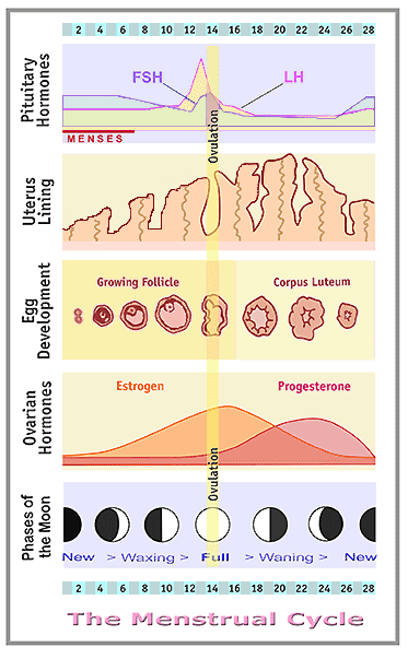 Menstrual cycle