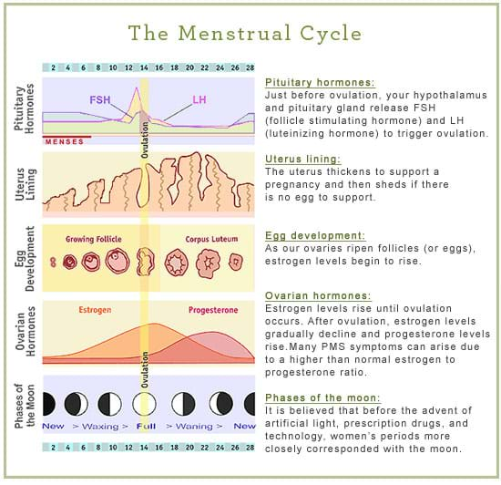 Menstrual Cycle Women S Health Network