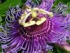 Passionflower can be helpful for anxiety and contains many helpful bioflavonoids.