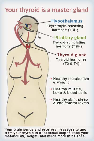 your thyroid is the master gland