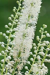 black cohosh flower