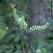 Black cohosh, one of the most widely used herbal remedies worldwide today.