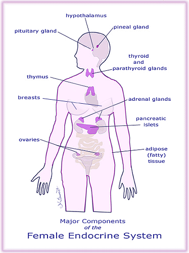 illustration of a woman’s endocrine system which is vulnerable to toxins and pollution