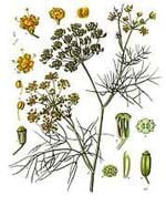 Fennel