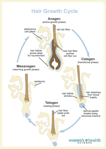 Life cycle of a hair follicle
