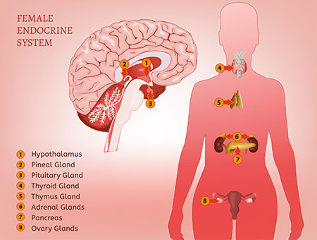 illustration of female endocrine system