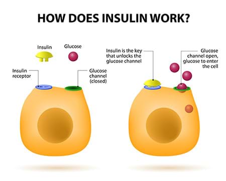 illustration of insulin unlocking glucose receptors on cell surface