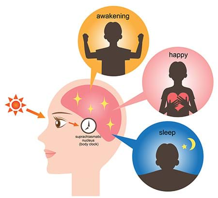 illustration of the circadian clock or the suprachiasmatic nucleus