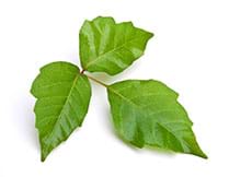 homeopathy leaf
