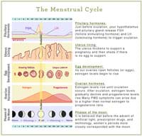 illustration of hormonal ups and downs during the menstrual cycle