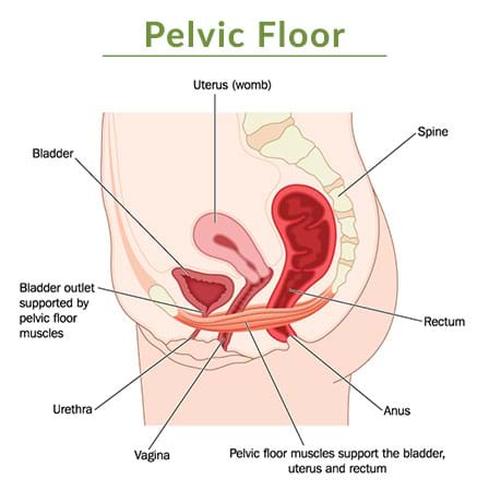 Pelvic floor graphic