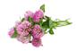 red clover