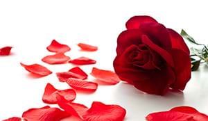 A romantic red rose with scattered petals. romantic red rose with scattered petals