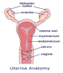 Image of uterus, ovaries and fallopian tubes