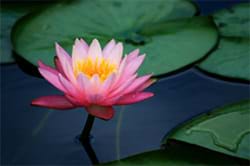 pink water lily with leaves