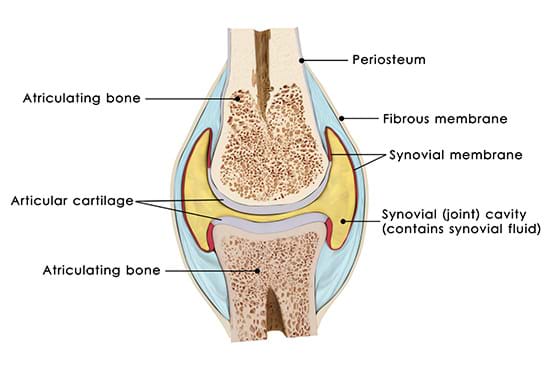 knee-jointLG