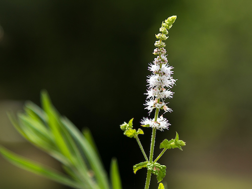 Black Cohosh is an effective herb for menopause and hot flashes relief. 