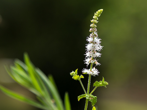 Black cohosh is one of the best natural menopause supplements.