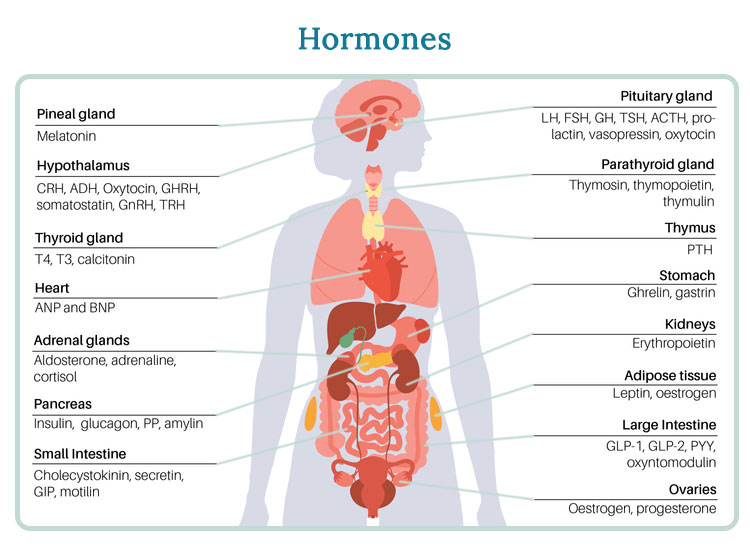 Hormones in women
