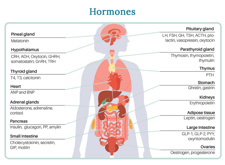 Hormone balance and brain function