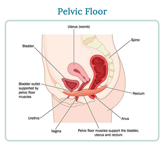 Pelvic floor graphic.