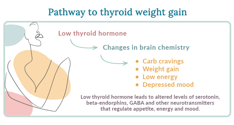 thyroid weight gain pathway