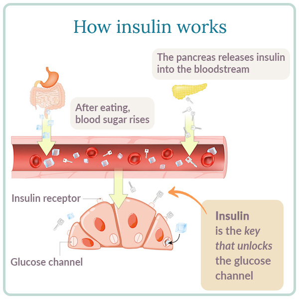 how insulin works